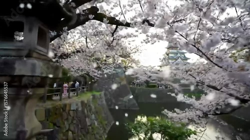 Pink Petal Carpet and Cherry Blossom Flurry: Hirosaki Castle's Spring Spectacle