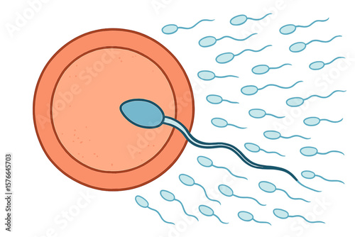 Fertilization process vector. Spermatozoa swimming to egg. Human conception concept. Insemination and reproduction medical illustration. Gynecology and fertility clinic art.