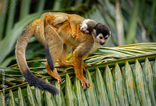 Canvas Print Squirrel monkey with a baby in Costa Rica