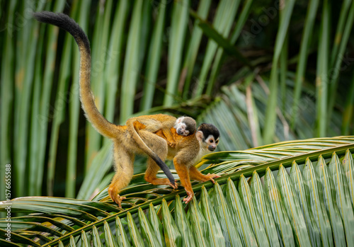 Squirrel monkey with a baby in Costa Rica 