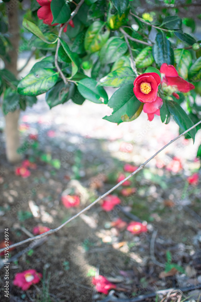 Obraz premium 赤い椿