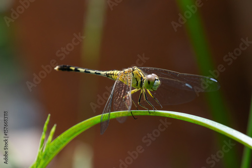 A yellow dragonfly is perching on a green leaf in the garden. Back-sided macro view of the dragonfly.