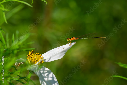 A yellow damselfly is perching on a white flower in the garden
