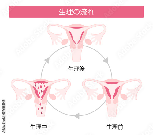 生理の流れ