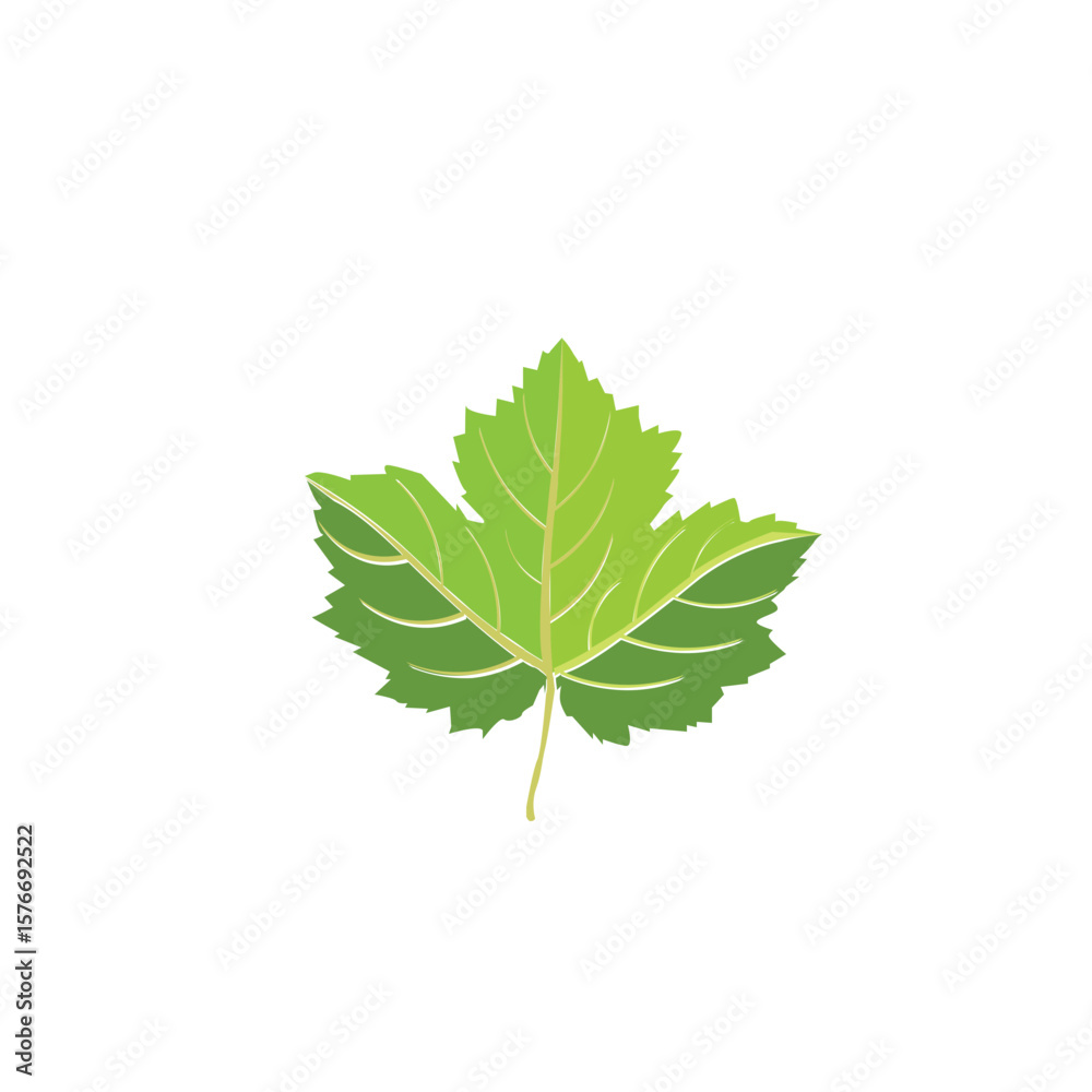 grape leaf isolated on white background grape leaf isolated on white background