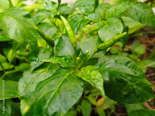 Wallpaper Mural Close-Up of Fresh Green Chili Peppers with Lush Green Leaves Organic Spicy Vegetables and Tropical Foliage Ideal for Cooking Ingredients, Nature Backgrounds, and Healthy Food Concepts Torontodigital.ca