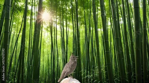 bamboo in the forest Seamless looping 4k time-lapse animation video background 