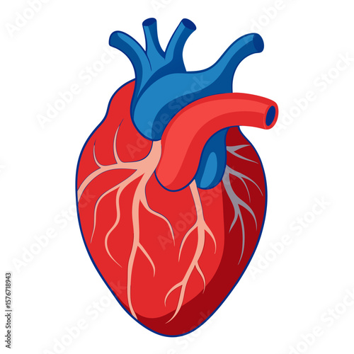 human heart anatomy model