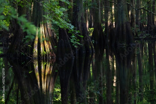 Εκτύπωση καμβά A cypress swamp in central Florida in the early morning