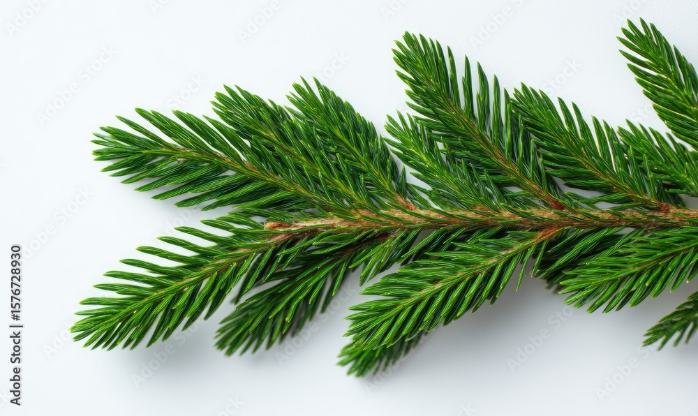 Lush evergreen branch on white background, vibrant green needles Lush evergreen branch on white background, vibrant green needles