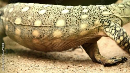 Perentie looking for a place to sun bake.