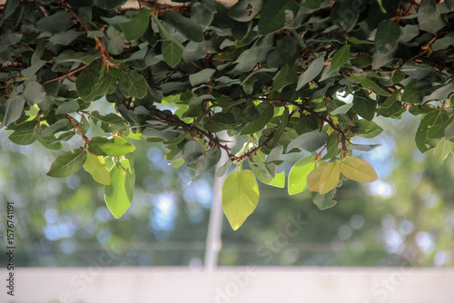 Fotografie green leaves on a branch, green leaves on a tree,  cat´s claw, uncaria tomentosa