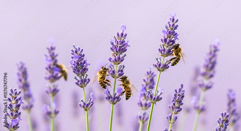 Fototapeta premium Bees Pollinating Lavender Flowers in Summer.