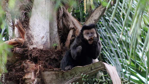 Schilderij op canvas Macaco