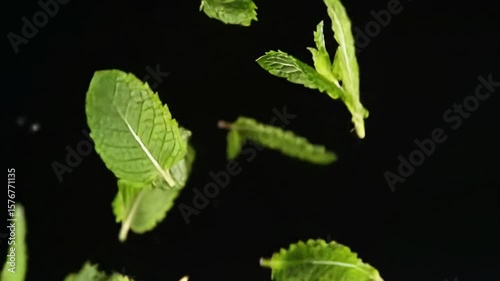 Vibrant Green Mint Leaves Falling on Black Background