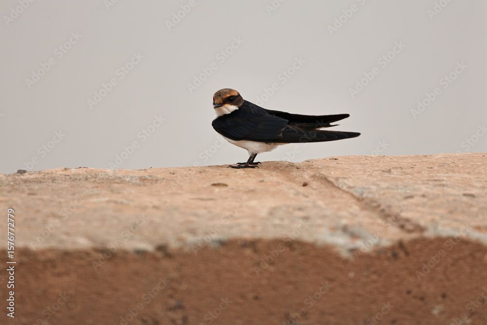 Obraz premium Wire tailed swallow
