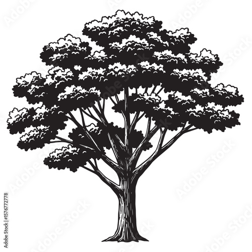 Detailed black and white illustration of a large tree with a full canopy isolated