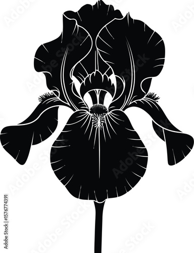 Black iris silhouette flower white