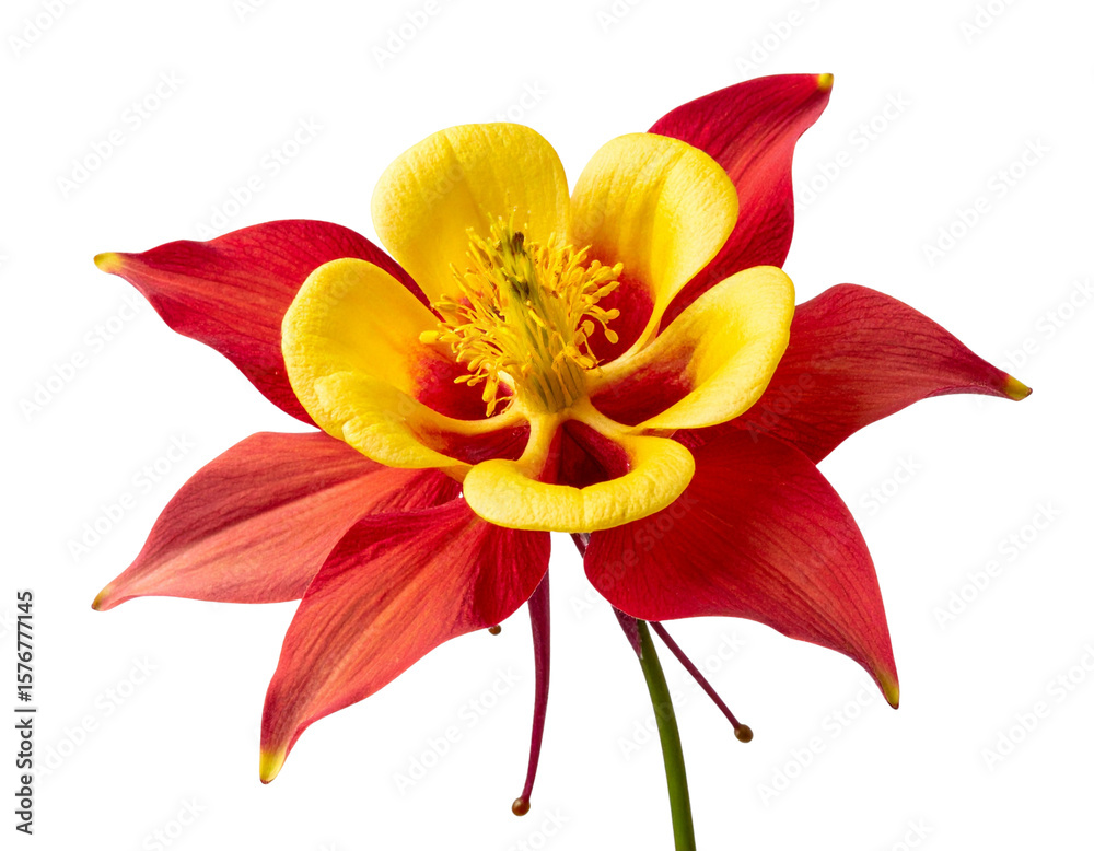 Obraz premium Columbine Bouquet with Mixed Colors and Green Leaves, top view flat-lay, transparent background