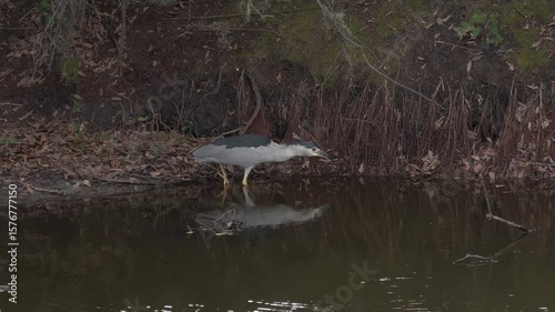 Black-crowned Night Heron Fishing in Florida Swamp
