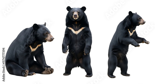 Three Asian Black Bears in Different Poses Against a White Background.