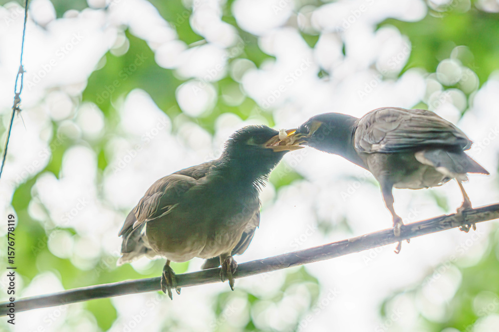 Fototapeta premium Myna (locust starling) This exciting moment of feeding the chick