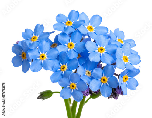 Single Blue Forget-me-not Flower Cluster with Detailed Petals, isolated on transparent background