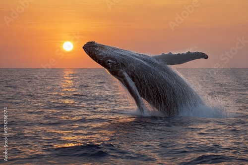 A majestic whale breaching the surface of the ocean its massive body rising high out of the water with