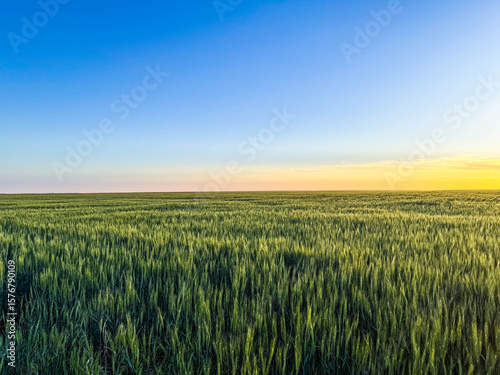 Fotografi Panoramic wheat field at sunrise with blue and yellow sky, ideal for illustratin