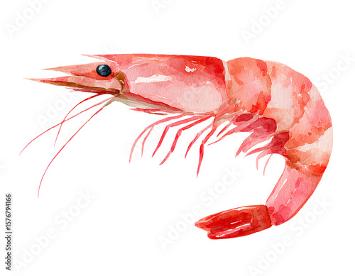 Watercolor shrimp isolated on a transparent background PNG