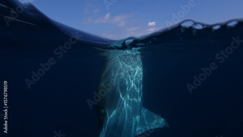 A whale shark swims just below the water's surface in a serene ocean scene. The photo captures the massive creature from a half-underwater view, with boats visible in the background.