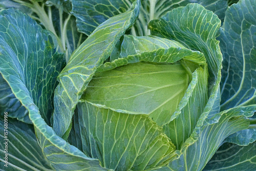 Close-Up of Cabbage – Fresh and Layered Leaf Texture of a Healthy Vegetable