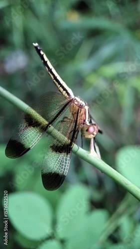 Dragonfly Resting Peacefully on Vine, Calm Macro Nature Footage with Green Natural Background