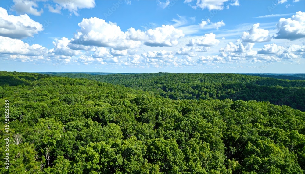 Obraz premium Lush green forest canopy (1)
