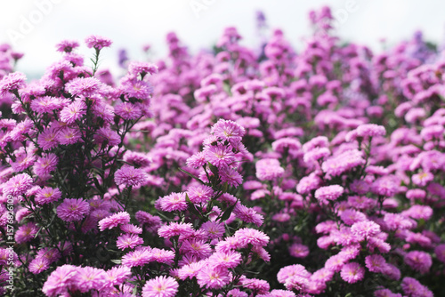 A field of numerous vibrant purple marguerite flowers is in full bloom, creating a beautiful and lively landscape with striking colors