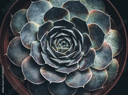 fractal succulent bloom background 