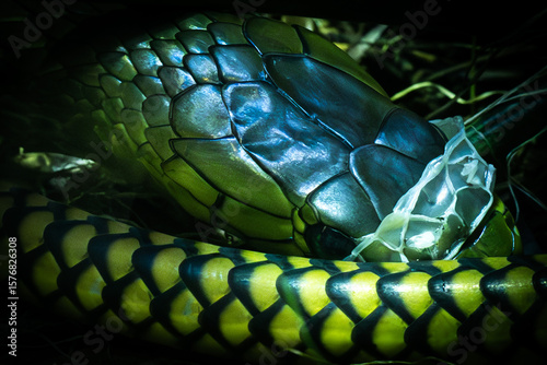Foto green and yellow snake shedding skin
