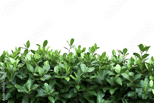 Wallpaper Mural Green leaves on a bush with a black background adding a sense of depth Torontodigital.ca