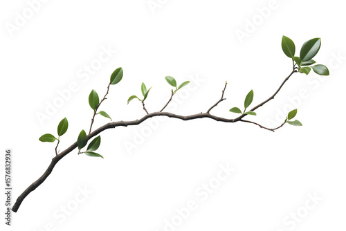 Delicate branch with fresh green leaves on a stark black background, minimal look