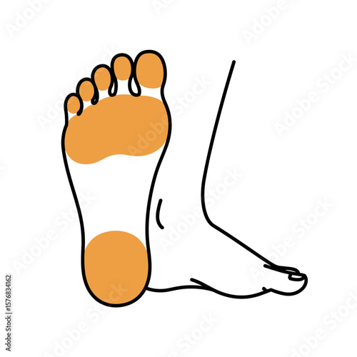 Human foot anatomy illustration showing sole and toes  