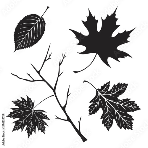 Black leaf silhouettes oval maple fan branches leaves maple leaf