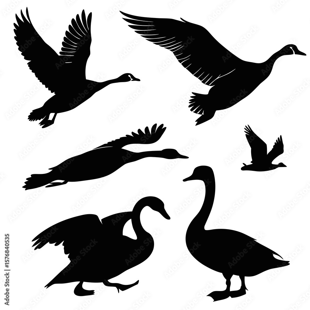 Obraz premium Black silhouettes of geese and swans in various poses flying standing