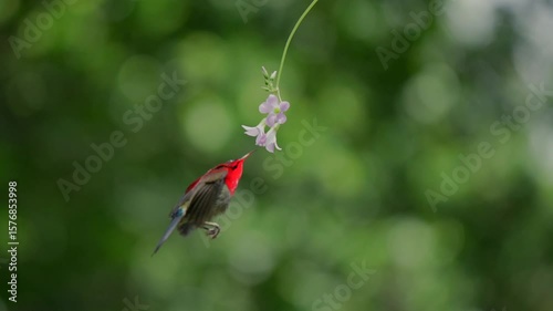 Sunbird sucks nectar in Viet Nam 