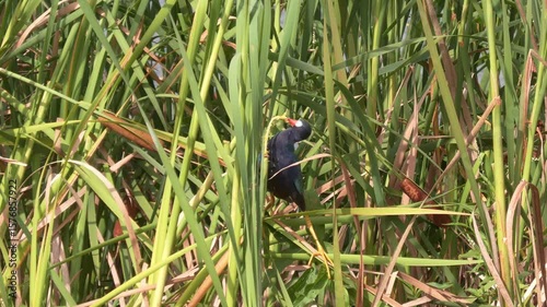 Purple Gallinule Bird Feeds on cat tail plant