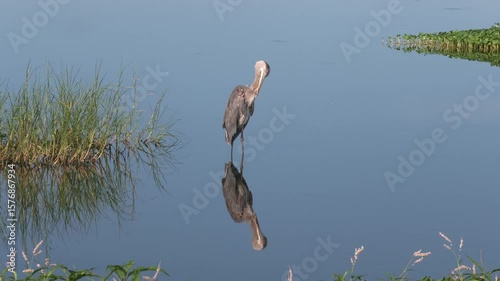 Great Blue Heron in Florida Lake
