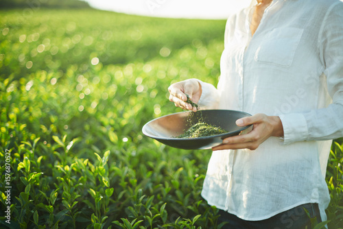 茶畑で茶葉を指でつまむ手元