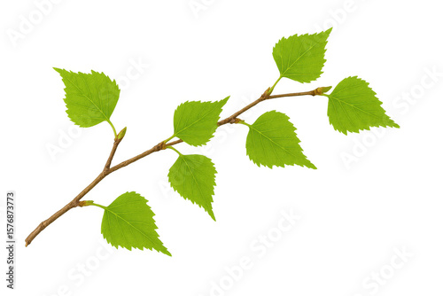 Verdant birch branch with delicate green leaves emerging, showcasing springtime renewal against clean transparent backdrop