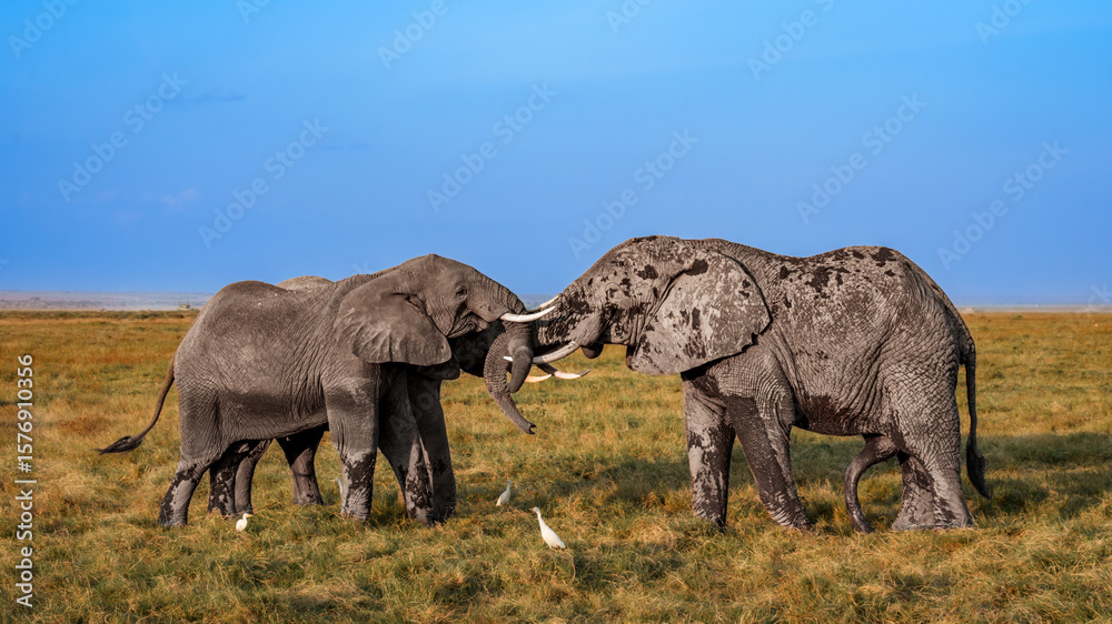 Fototapeta premium Elephants in east Africa savanna