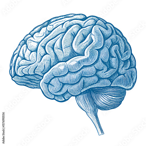 Human Brain Detailed Anatomy Illustration for Neurology  Neuroscience Isolated On Transparent Background