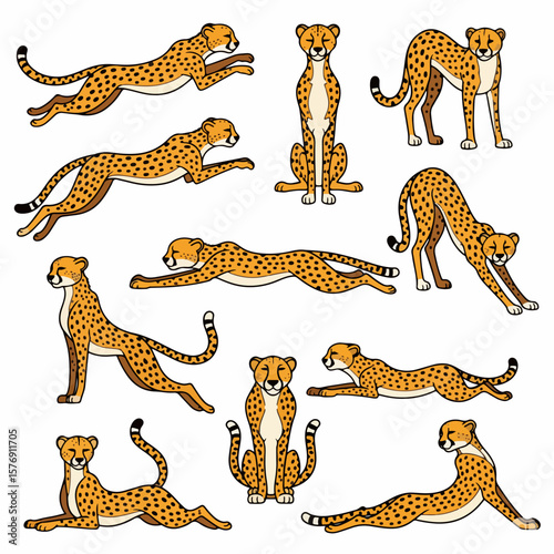 Cheetah poses collection, various actions, wildlife animal